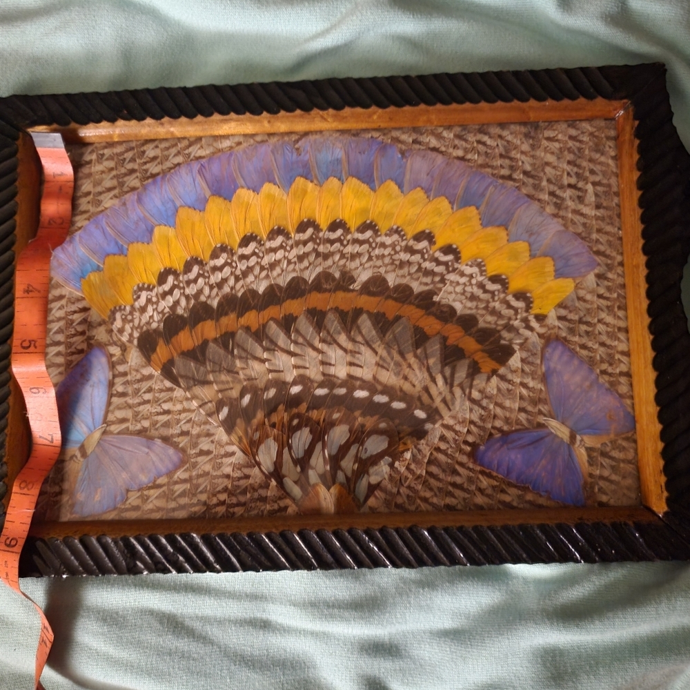 Butterfly Wing Art with Black Frame